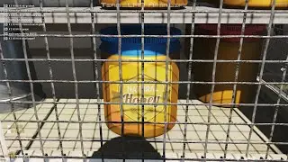 Arma Reforger: Arma Life How to make Honey Red/Blue