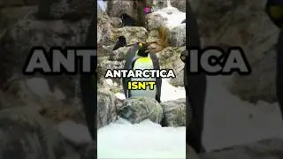 Top 5 Amazing Facts About the Antarctic Scale Worm! Please Subscribe now 👈#animal #fact$