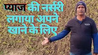 प्याज की नर्सरी लगाया अपने खाने के लिए