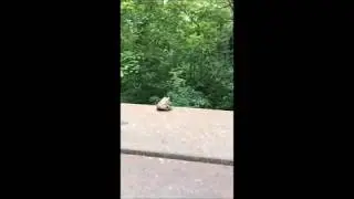Suicide Frog Meme