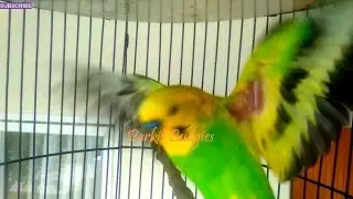 PARKIT GACOR ! full materi tembak beset crecet masteran murai C ijo anis kacer / Budgie Parakeet