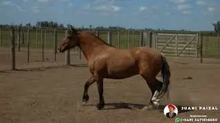 Quarter-horse cross-bred filly $1,650,000 LOSEQUINOS.COM