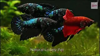 Rare Fire Galaxy Color Morph🔥Stunning Betta Fish #FireGalaxy #ColorMorph #RareBettaFish #GalaxyBetta