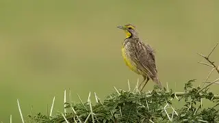 Birding Uganda 2018 4/12 Queen Elizabeth NP