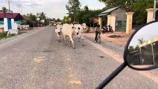 Bucows - Animal Crossing ,breeding, Hybrid, Horse