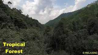 Tropical Forest Sound - Forest Birdsong - No Loop Realtime Birdsong - Relaxing Nature