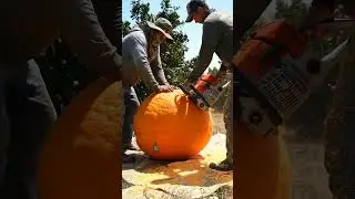 Giant orange 🍊 Cut Open by Farmers Using Chainsaw #orange #shorts