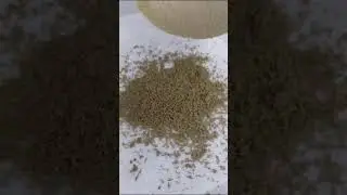 Microplaning Bubble Hash in Chiang Mai.