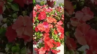 Impatiens flowers