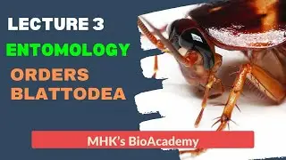 Lec #3 || Order Blattodea || Entomology By MHK || QAU || Swat ||
