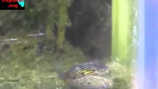American-Flag Fish Spawning
