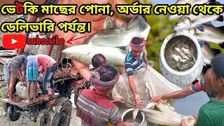ভেটকি মাছের পোনা। অর্ডার নেওয়া থেকে ডেলিভারি। এই মাছ চাষ করলে ১০০% সফলতা পাবে। @thesundarbans