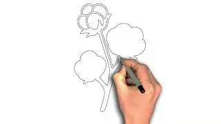 &ldquo;How to Draw a Cotton Plant: Step-by-Step Guide&rdquo;
