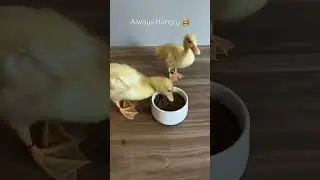 Type of Ducklings&nbsp;#AD #TYPESOF #petduck