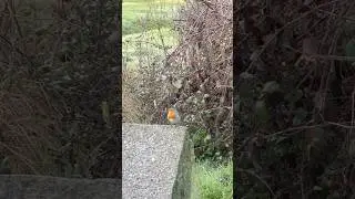 Me: enjoying nature quietly 🌿           Robin: so anyway&mdash; 🗣️🐦