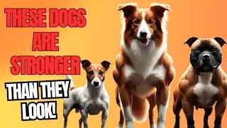 10 Small Dog Breeds That Are Surprisingly Strong!