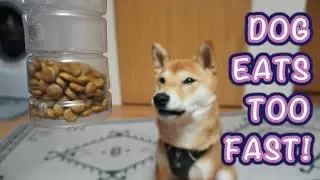 How to Slow Down Dog Eating too Fast with a CHEAP and EASY DIY Fix!