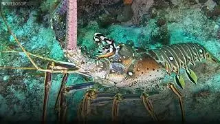 Diving with Lobsters