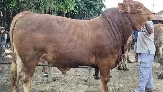 18.500🔥LIMOSIN SUPER & BAKALAN PEGON HARGA MURAH | Pasar Sapi Tuban