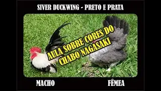 CORES DOS NAGASAKI (AULA 01  SILVER DUCWING)