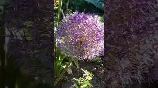 NYC CITY HALL - Front Garden  @Dinaradica-films  #dinaradica #viral #nyc