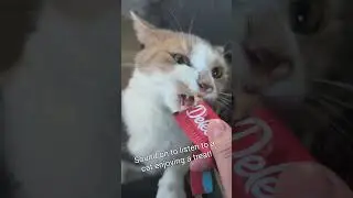 Cat enjoying a messy treat! #cat #dailycatdose #catsofyoutube #calicocat #cattreat