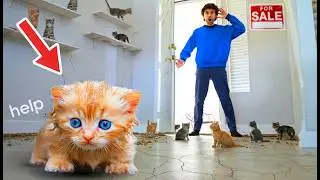 I BOUGHT a House FULL of ABANDONED Stray KITTENS (SAD)