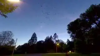 Swarm Of Bats for Unity
