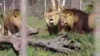 Lion brothers fight