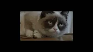 Grumpy Cat