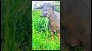 Bangla comedy video 😅 #trending #comedy