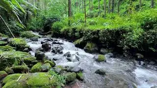 Natural river sound beneath relaxing twilight trees giving calmer deeper deep sleep until daylight