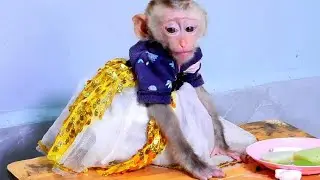Today Vicky wears a beautiful dress  Look So Cute Vicky Monkey
