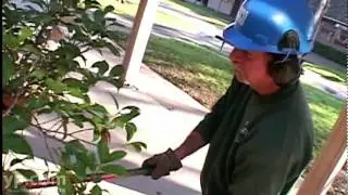 Tree Service and Stump Grinding | Tree Tech Services | Sacramento | Certified Arborists