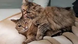 むぎちゃん、多分いやがられてると思うよ…😂