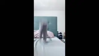 Cat does a superhero landing