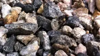 Spider Wasp v. Yellow Sac Spider