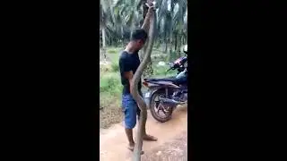 Amazing Catching Cobra Snake | Catching Cobra Snake By Hands