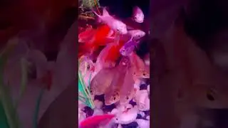 Apne Aquarium ka liya new fish laya or water 💦🤒 temperature maintain Nahi Karen se problem ￼🐬🐬🐬