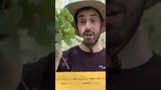 Repeler Mosquitos en 1 Minuto! T&eacute;cnica de Supervivencia