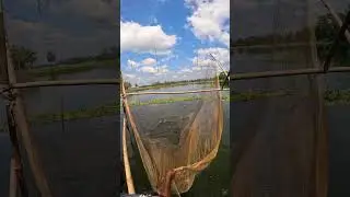 Huge Fish Catching BY  Khora Jaal By Sahinur Kakas idea #fishingidea #fishingskill