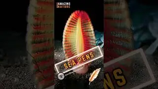 Sea Pens 🌊 | One Of The Mesmerizing Wonders