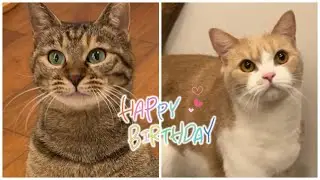 生まれて来てくれてありがとう。りんちゃん初めての誕生日＆ちくわ4歳おめでとう