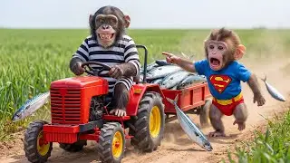 Monkey Funky&rsquo;s Fishing Day Turns Into CHAOS &mdash; A Thief Steals the Fish Cart, His Smart Move Saves It