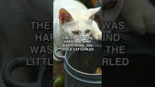 Heartwarming Story of a Little 🐱 #Cat #Rescue #Hope | Emotional News Update