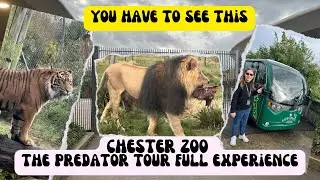 Unleash Your Wild Side: Chester Zoo's Predator Tour With Lions, Tigers, Dragons, And More!