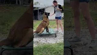 Elevated Dog Bed Is A Must Have! #dog #dogbed #belgianmalinois #dogsupplies