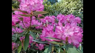 Dandenong Ranges Botanic Garden, Olinda, Victoria, Australia