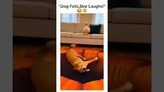 A dog&rsquo;s funny action 🐶😄