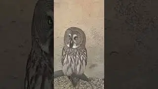 Rare Grey Owl Surprised Us